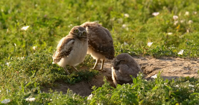 Burrowing Owl