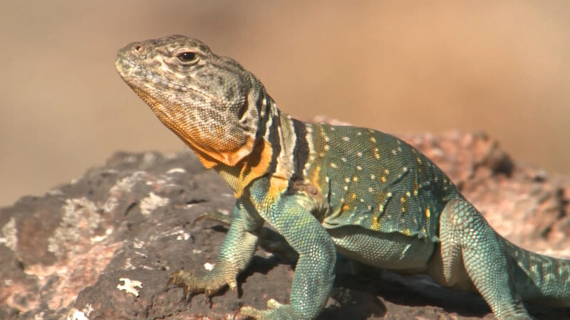 Collared Lizard from Nevada