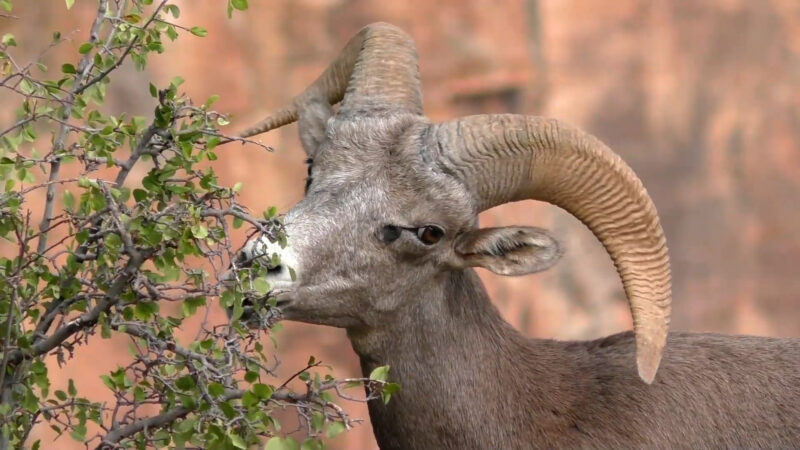 Desert Bighorn Sheep - Nevada