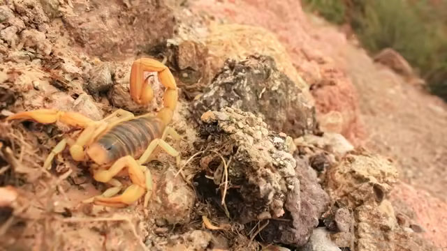 Giant Desert Hairy Scorpion in desert in Nevada