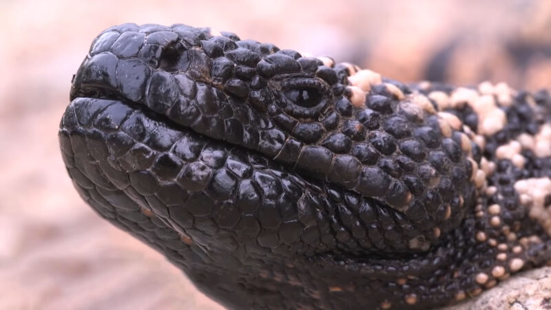 Gila Monster - in Nevada