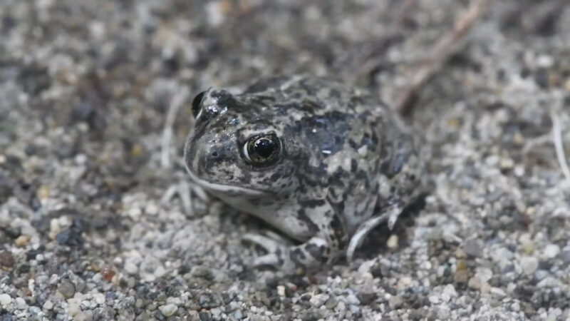 Great Basin Spadefoot Toad in Nevada