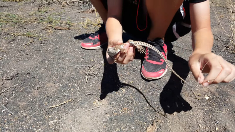 Large Leopard Lizard in Nevada