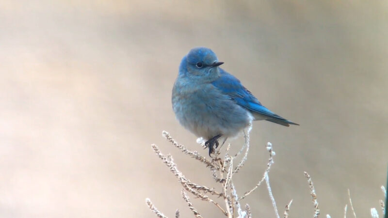 Mountain Bluebird in Nevada