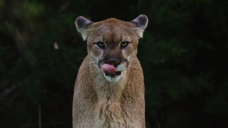 Mountain Lion in Nevada