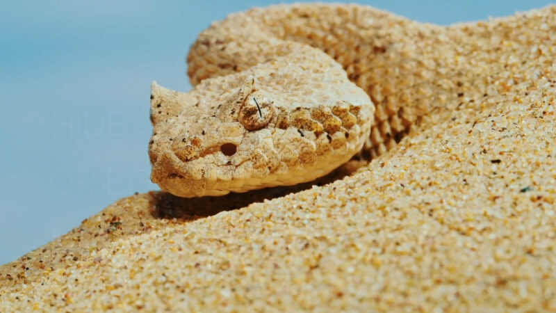 Sidewinder Rattlesnake from Nevada