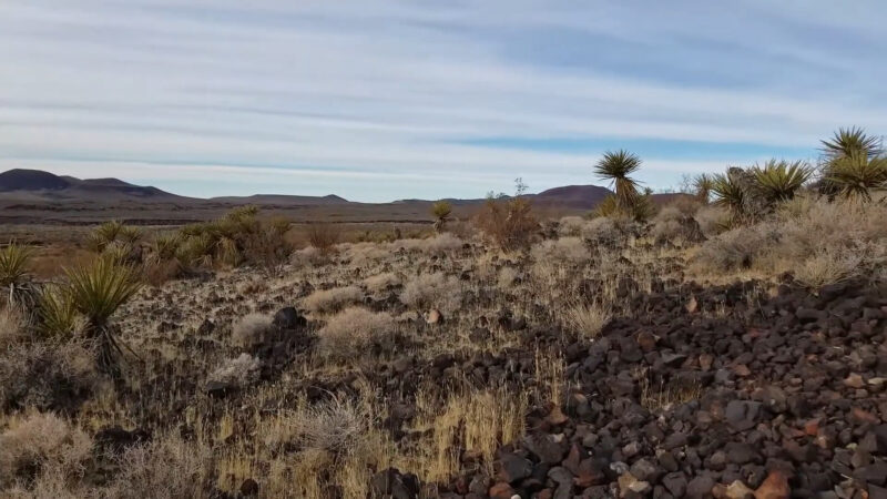 A panoramic view of the Mojave Desert showcasing Joshua trees, rocky terrain, and distant mountains under a blue sky